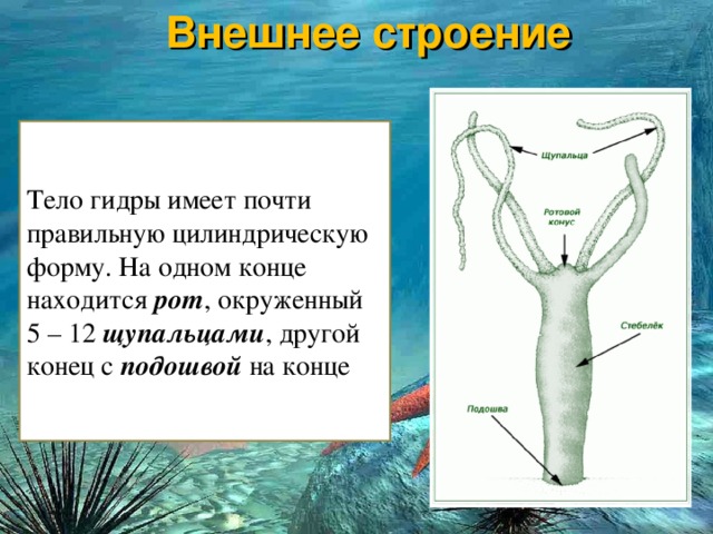 Как восстановить кракен